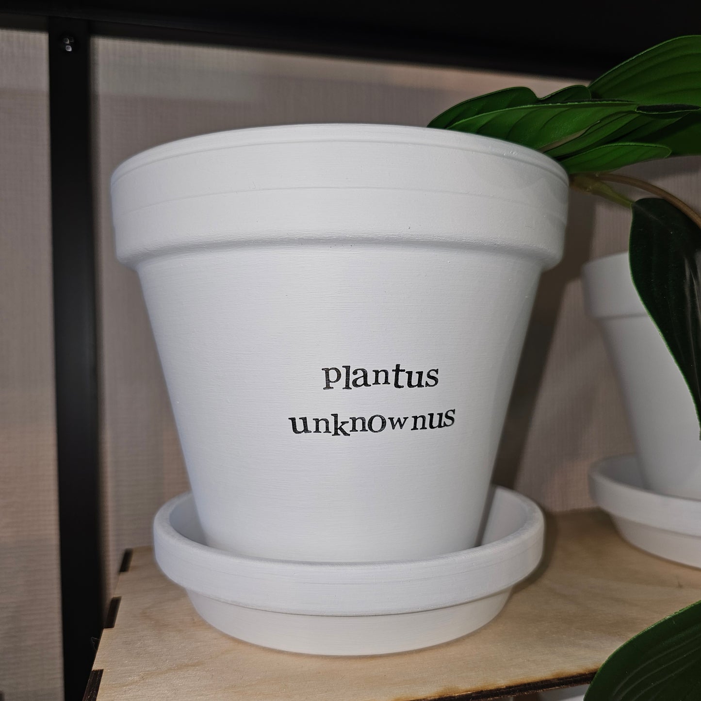 PLANTUS UNKNOWNUS