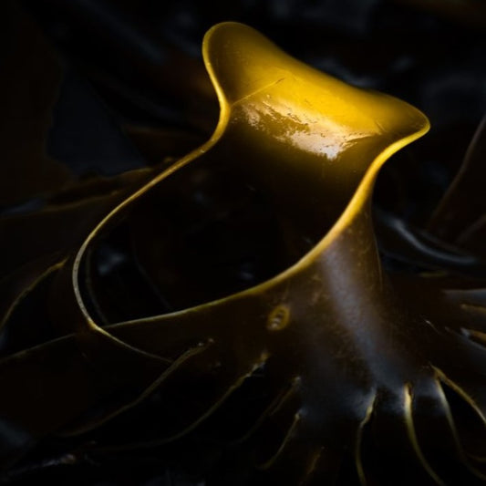 COASTAL COLLECTION - KELP