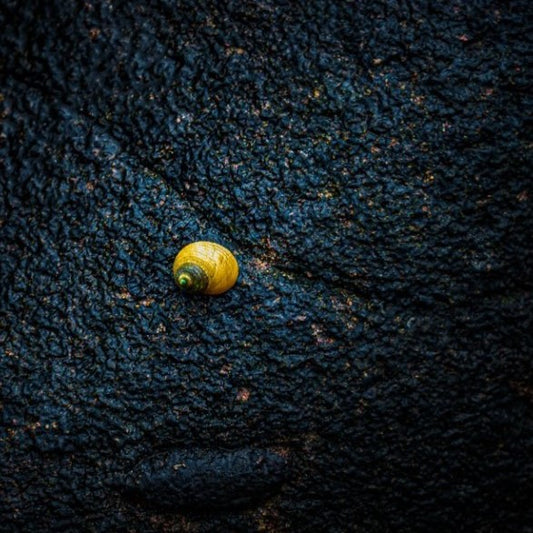 COASTAL COLLECTION - GOLDEN WHELK