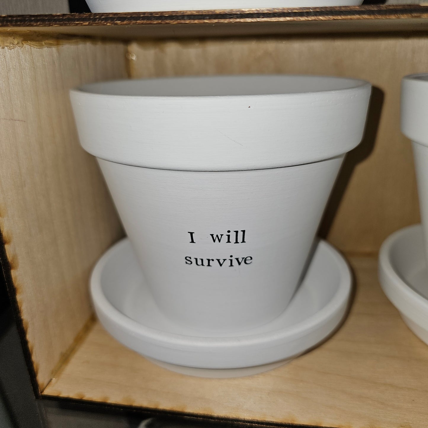 White painted terracotta pot with the text 'i will survive' on it, with matching saucer