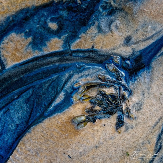 COASTAL COLLECTION - SEAWEED INK