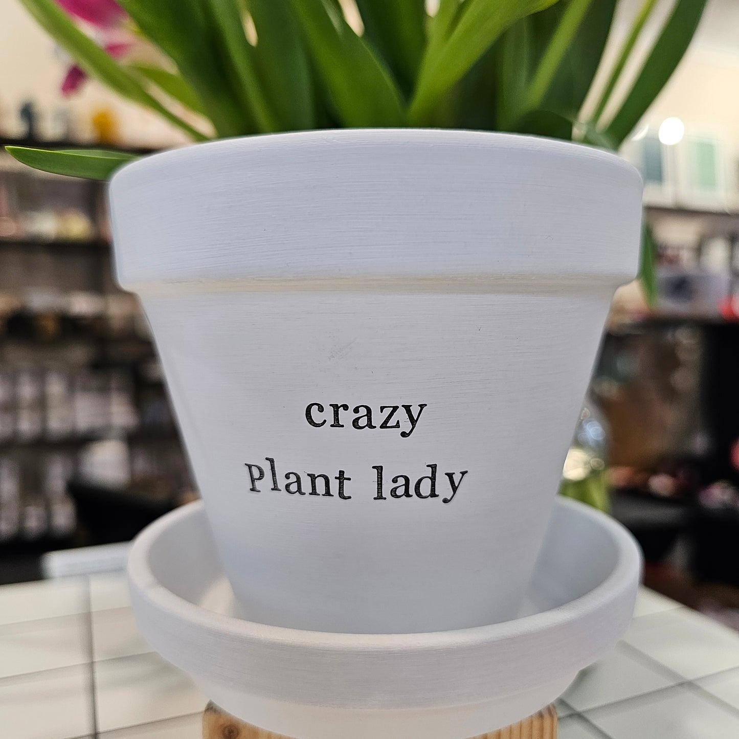 White painted terracotta pot with the text 'crazy plant lady' on it, with matching saucer