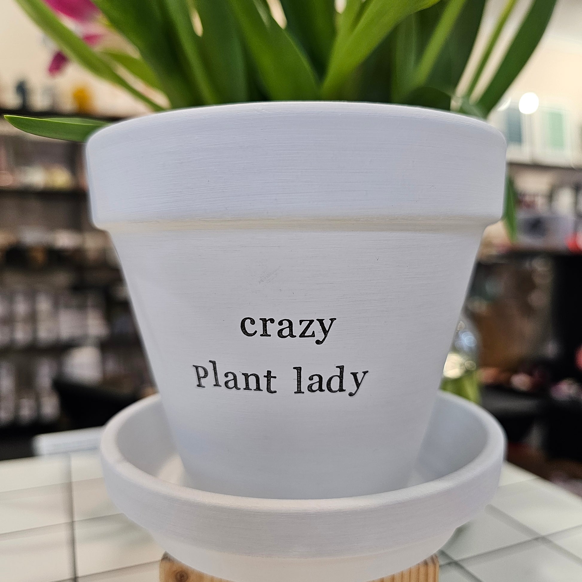 White painted terracotta pot with the text 'crazy plant lady' on it, with matching saucer