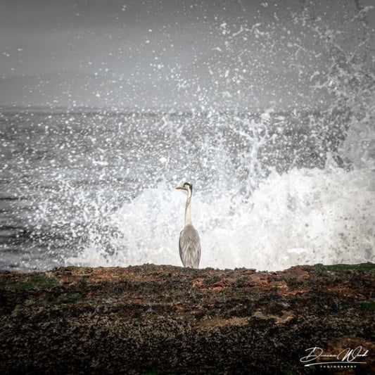 COASTAL COLLECTION - MORNING SHOWER