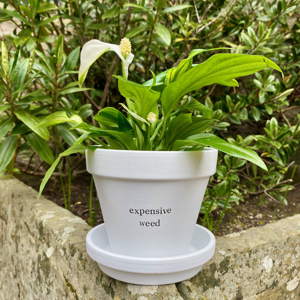 EXPENSIVE WEED
