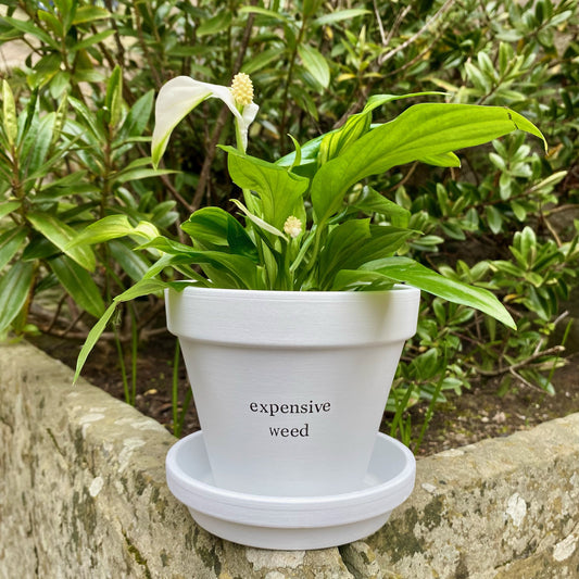EXPENSIVE WEED