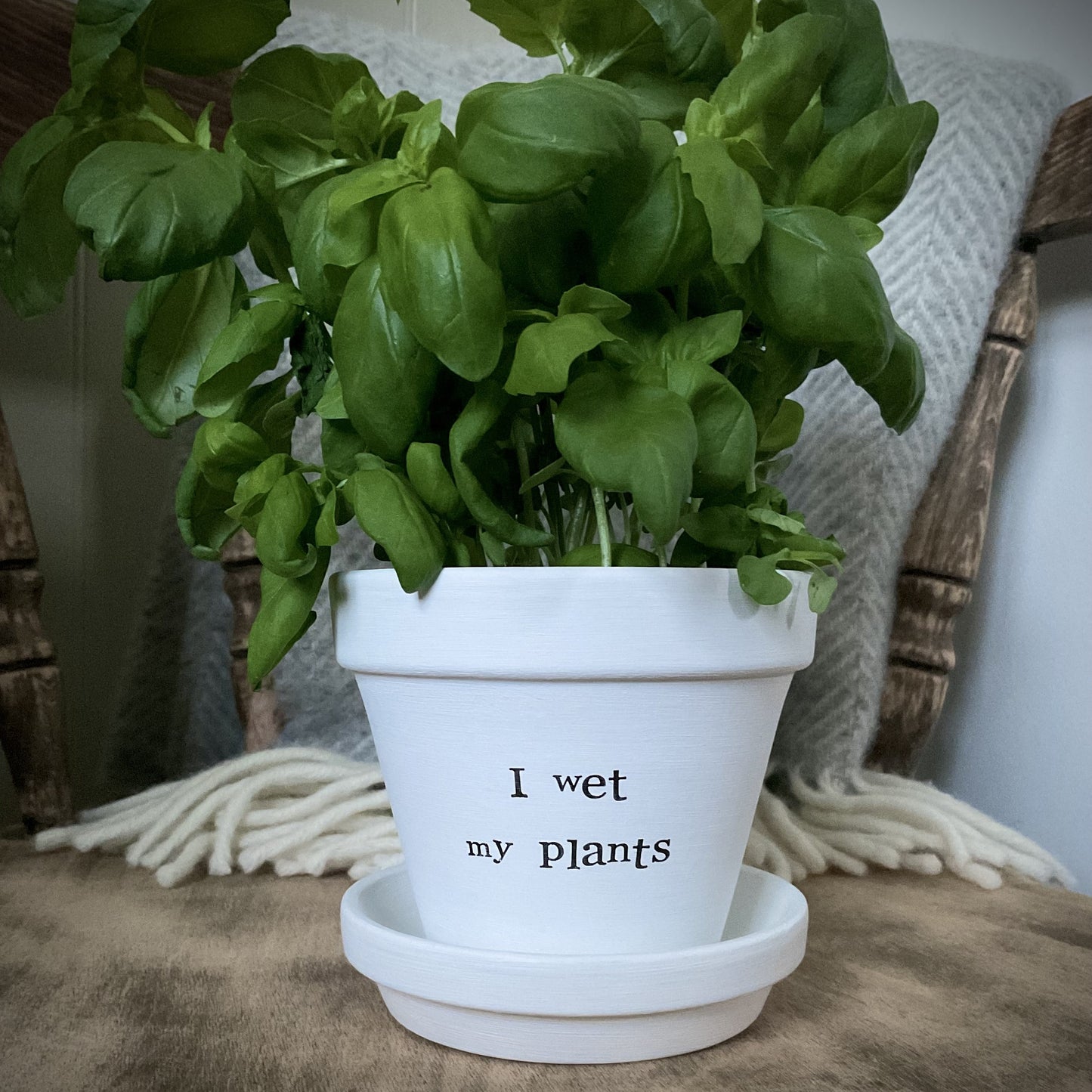 White painted terracotta pot with the text 'I wet my plants' on it, with matching saucer