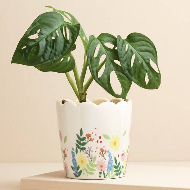 FLORAL SCALLOPED PLANTER